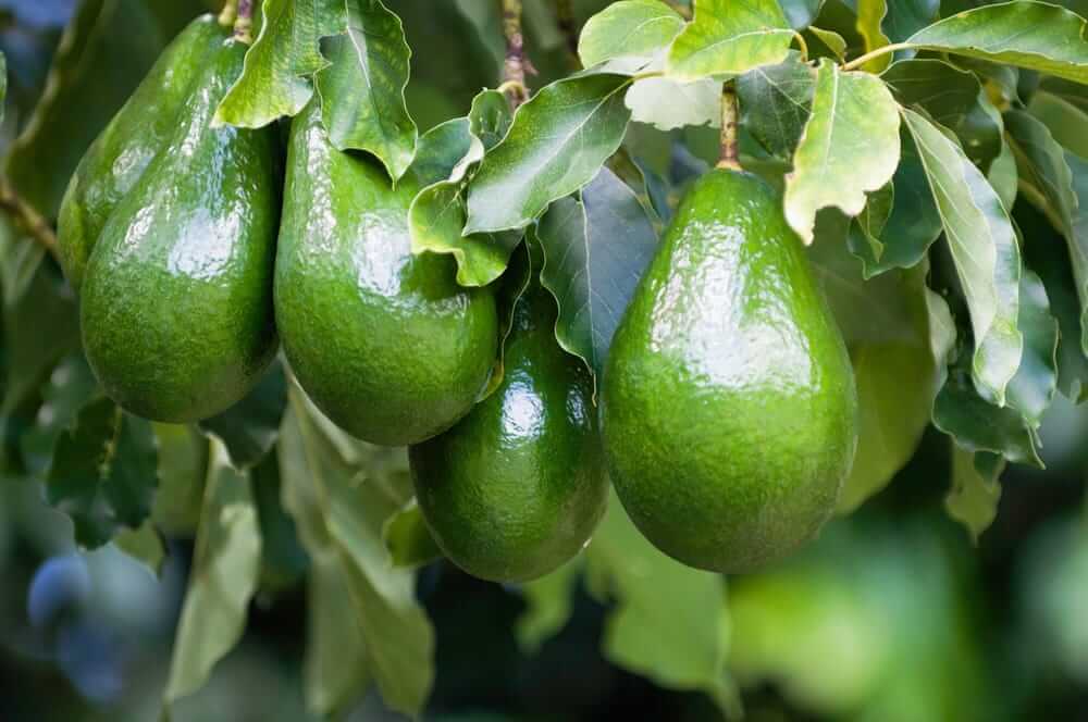 La caída del Aguacate: Un año amargo para el «Oro verde» de México